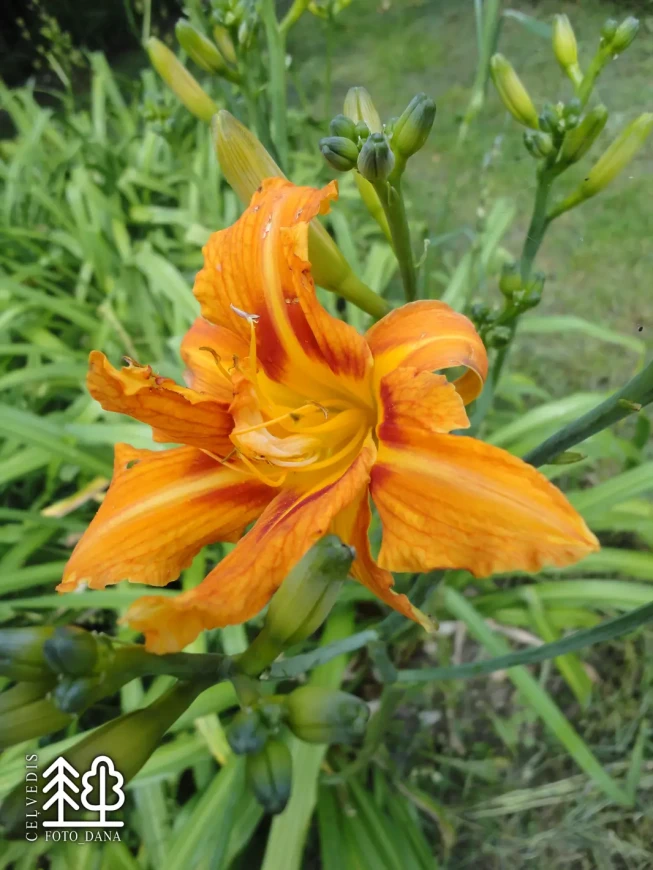 Hemerocallis